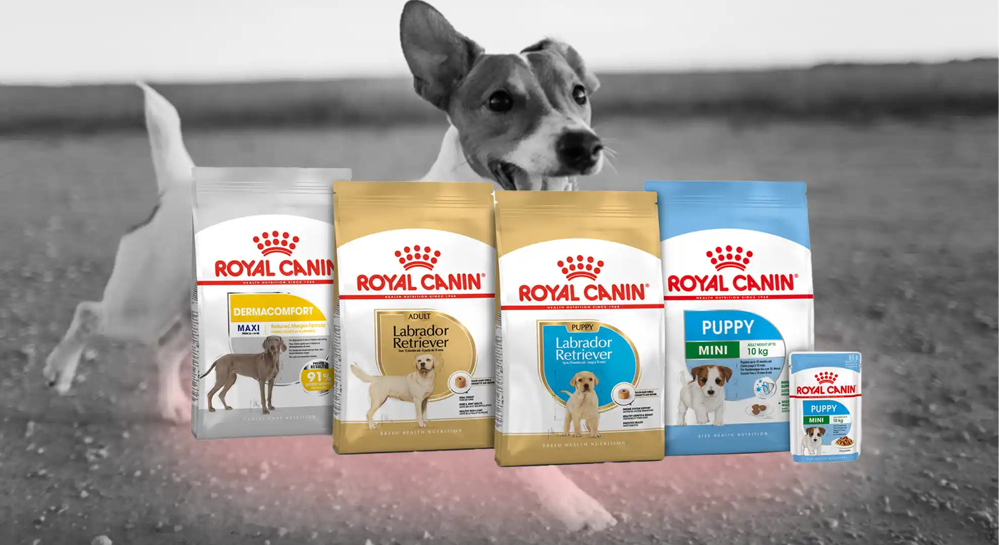 غذا خشک رویال کنین سگ | بررسی کامل، مزایا، انواع و راهنمای خرید