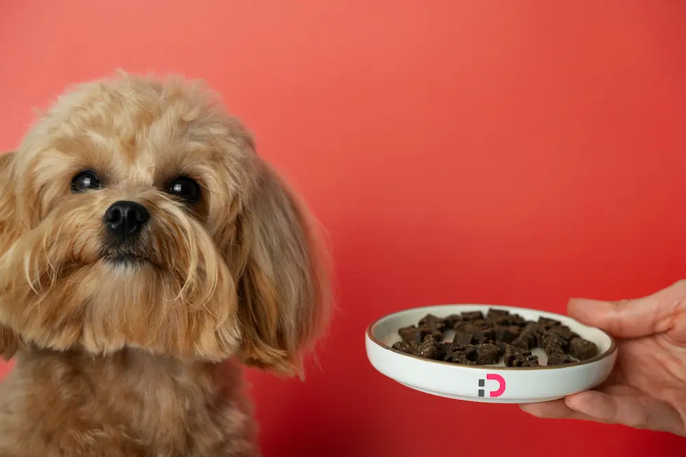 خرید غذای درمانی سگ با مشاوره دامپزشک | پت‌شاپ آنلاین پتدونی 1404