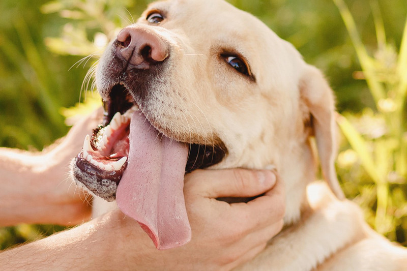 مشکلات دندانی سگ ها با نژاد های مختلف چیست | راهنمای جامع بهداشت و مراقبت دندان سگ ها در پت شاپ آنلاین پت دونی 1404