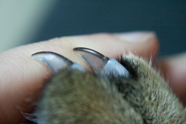 آموزش کوتاه کردن ناخن گربه | پت‌شاپ آنلاین پتدونی 1404