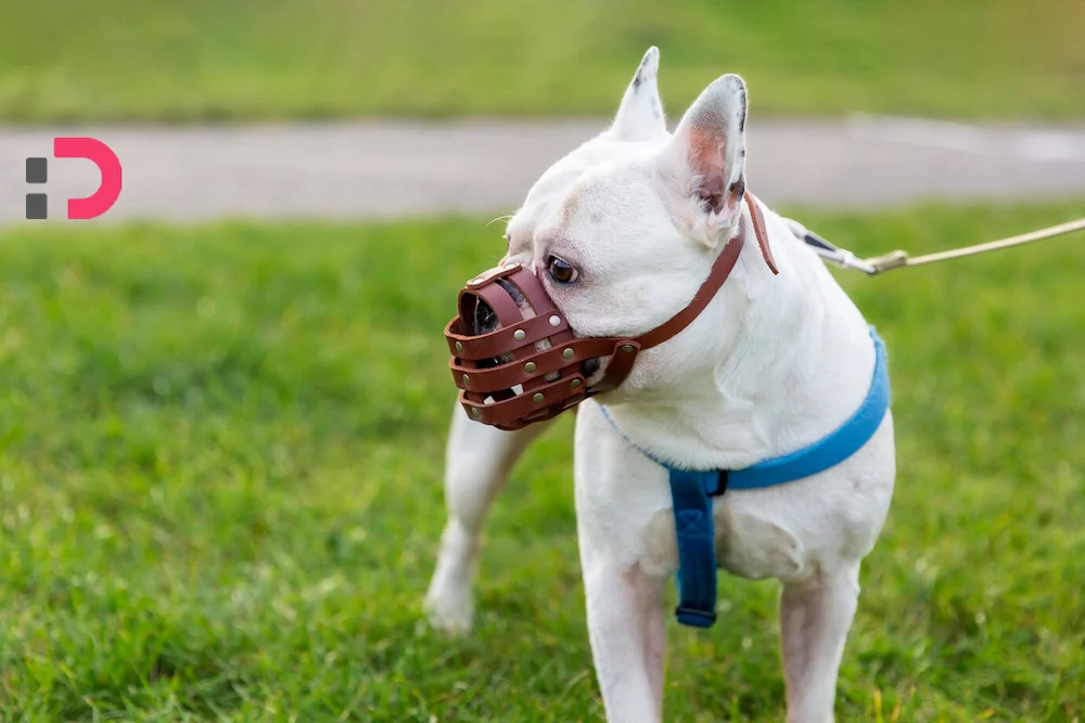 پوزه بند سگ: ابزاری برای تغییر، نه محدودیت | راهنمای پت‌شاپ آنلاین پتدونی برای اصلاح رفتارهای چالش‌برانگیز 1404