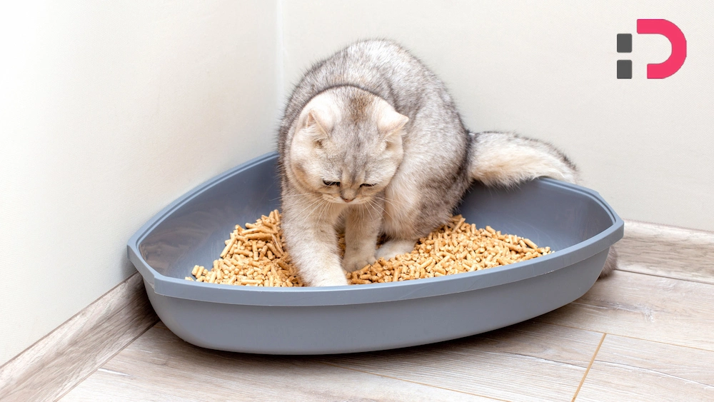 مناسب‌ترین خاک برای گربه | راهنمای خرید بهترین خاک گربه در پت دونی 1404