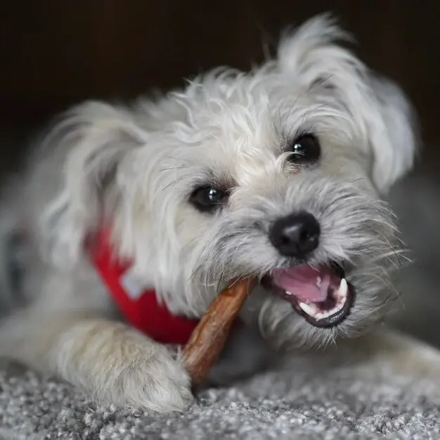دندان شیری توله سگ چه زمانی می افتد؟ | معرفی اسباب‌بازی مناسب برای دندان شیری توله سگ در پت شاپ آنلاین پت دونی 1404