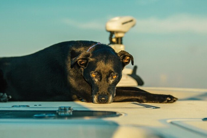 گرمازدگی در سگ ها چیست؟ | همه چیز درباره علت، علائم و اقدامات فوری در پت شاپ آنلاین پت دونی 1404