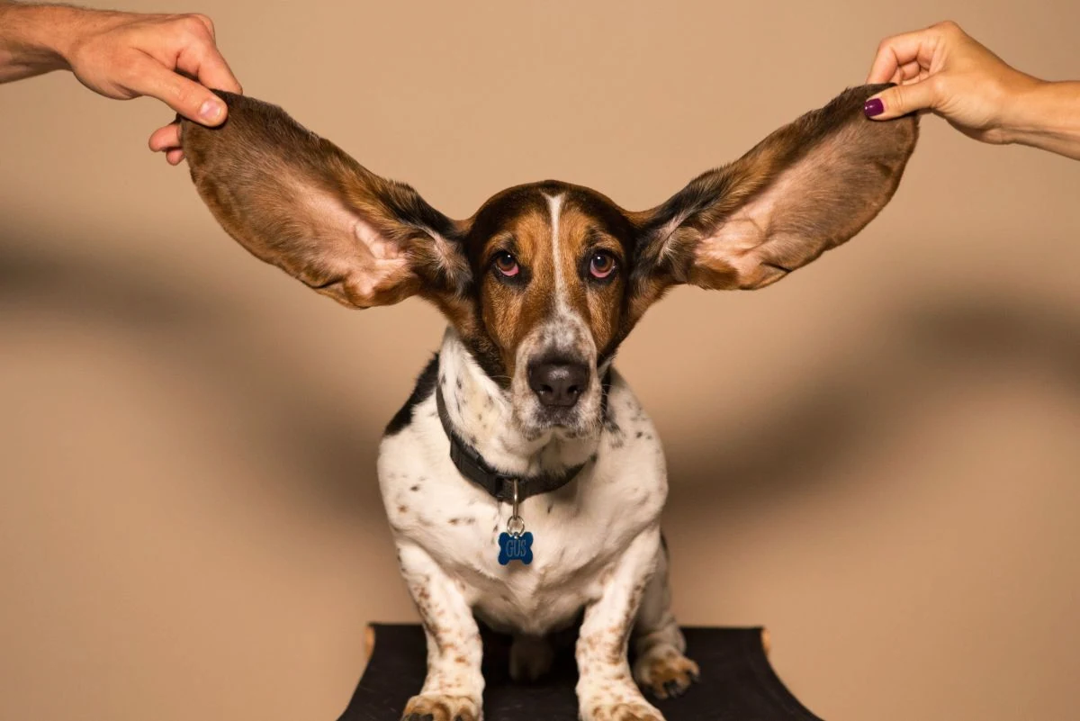 چطور گوش سگ را در خانه تمیز کنیم؟ | راهنمای کامل پاکسازی گوش سگ در پت شاپ آنلاین پت دونی 1404