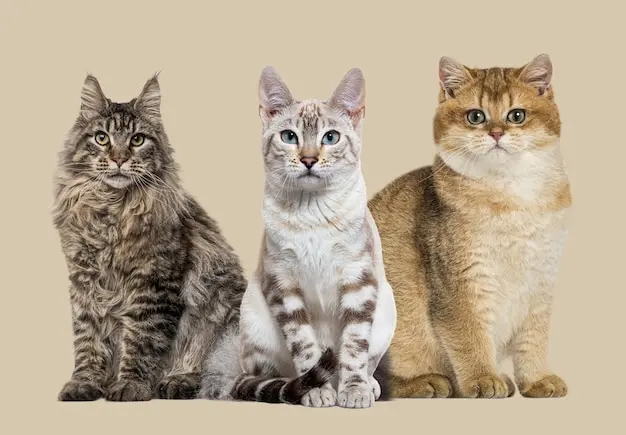 طول عمر گربه ها چقدر است؟ | افزایش عمر گربه در پت شاپ آنلاین پت دونی 1404