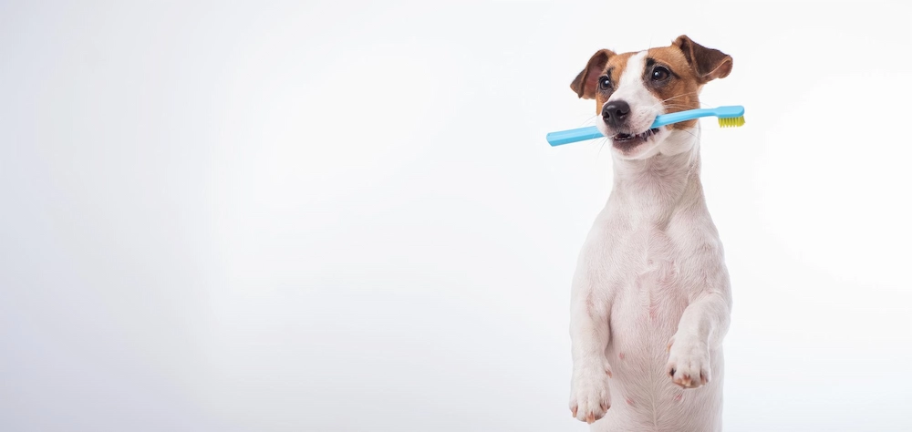 دندان شیری توله سگ چه زمانی می افتد؟ + معرفی اسباب‌بازی مناسب برای دندان شیری توله سگ در پت شاپ آنلاین پت دونی 1404