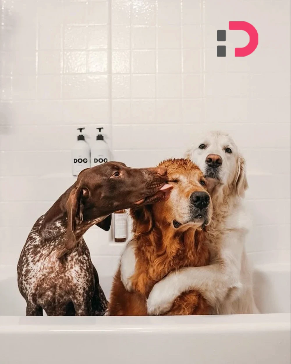 همه چیز درباره مسافرت با سگ در پت شاپ آنلاین پت دونی | نکات، وسایل و مدارک موردنیاز 1404